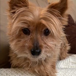 Meet your Posher, Lauren